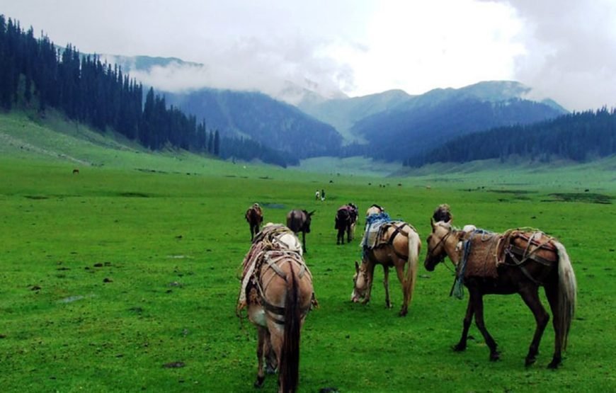 Romantic Escape to  Kashmir  6N/7D