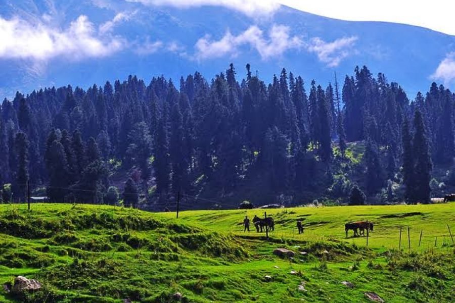 Mesmerising Kashmir 4N/5D